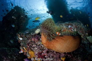 Raja Ampat reef scene by Andy Lerner 